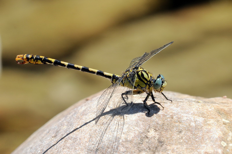 Onychogomphus uncatus ??  Quasi, Onychogomphus forcipatus unguiculatus